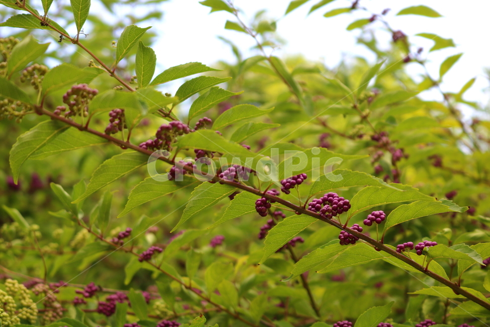 나무,식물,좀작살나무,열매,자연,좀작살나무열매,식물,자연,plants,nature,과일,열매,fruit