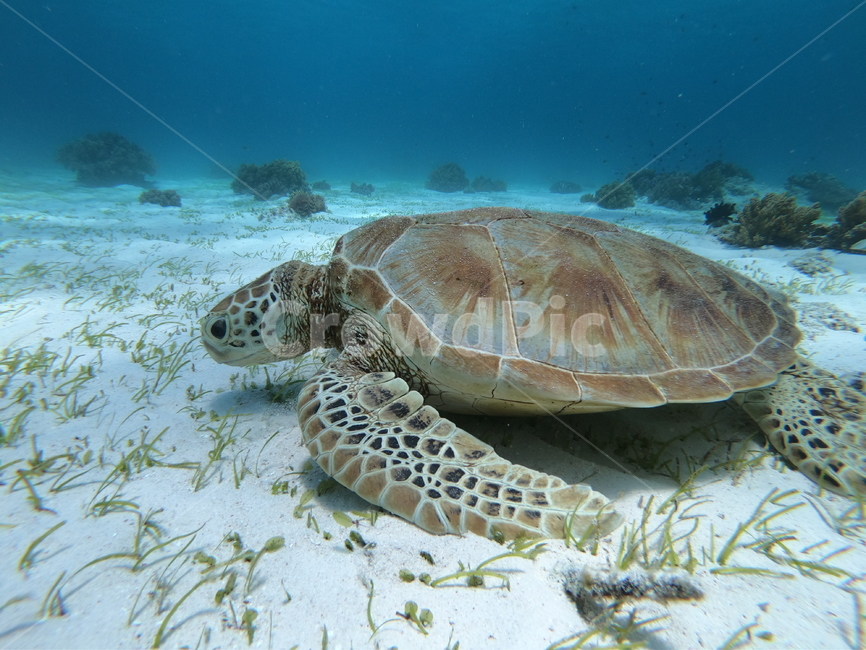 turtle,터틀,animal,동물,sealife,해양생물,reptile,seaturtle,바다거북,바다속,바다,동물,animal,파충류,양서류,reptile,amphibian