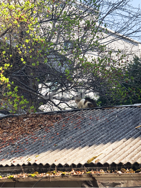 고양이,지붕,나무,집,지붕위,자연,풍경,일상,낮,야옹,냥,tree,day,cat,snap