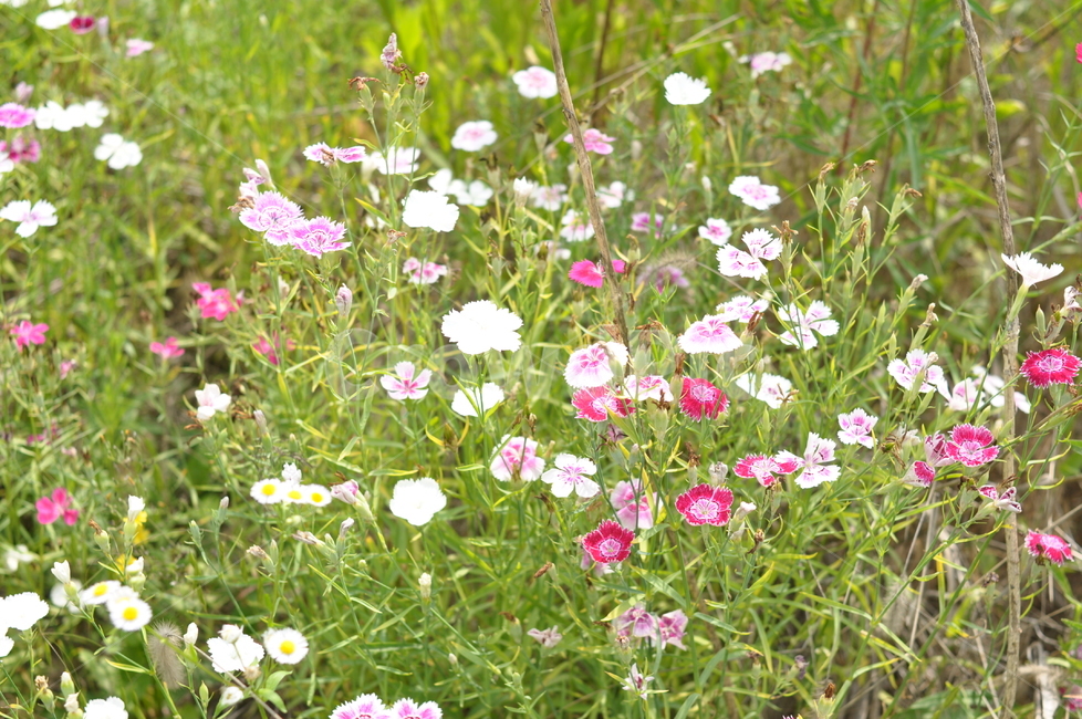 꽃,자연,풍경,시계꽃,야생화,들꽃,식물,자연,plants,nature,꽃,flower