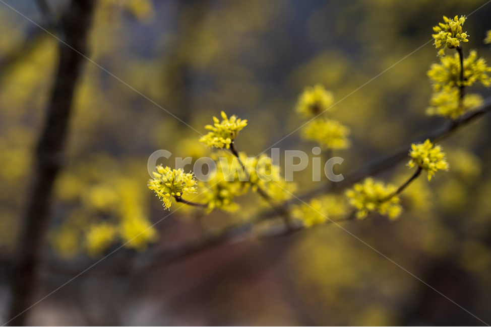 봄,꽃,산수유,flower,자연,nature,plants,봄,계절,spring,season,식물,자연,plants,nature,꽃,flower,plant,blossom