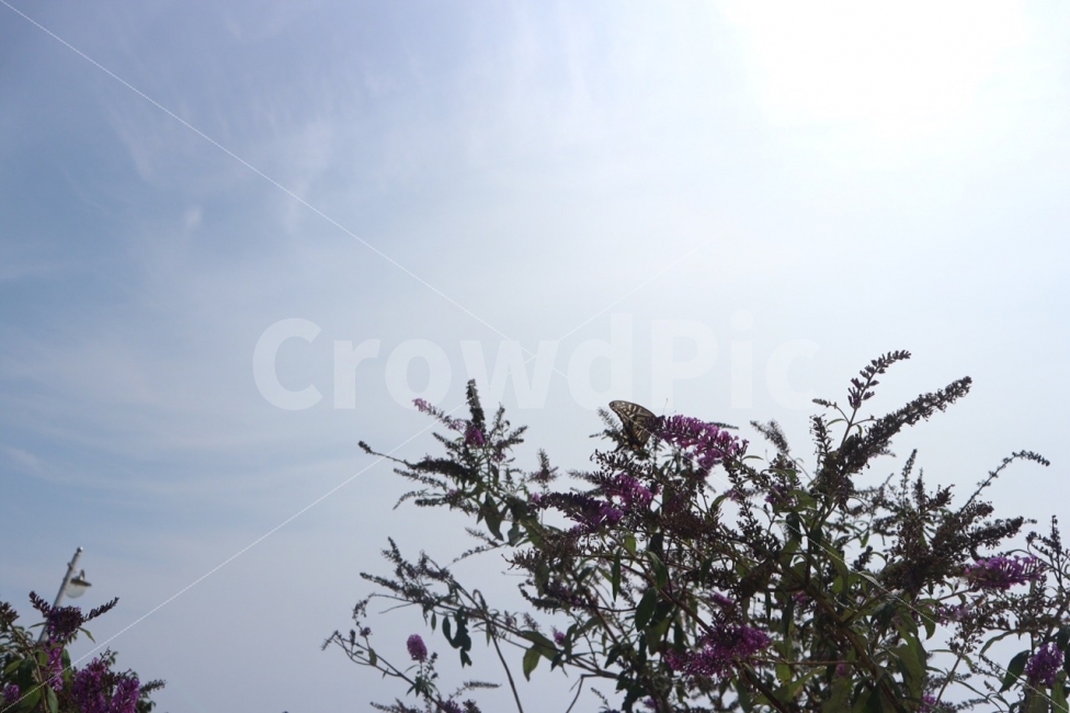 하늘,꽃,나비,Folower,Butterfly,Sky,Summer,Windy,식물,자연,plants,nature,꽃,flower,동물,animal,곤충,벌레,insect,bug