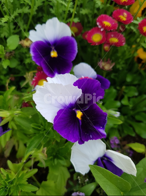 팬지,plant,꽃,flower,pansy