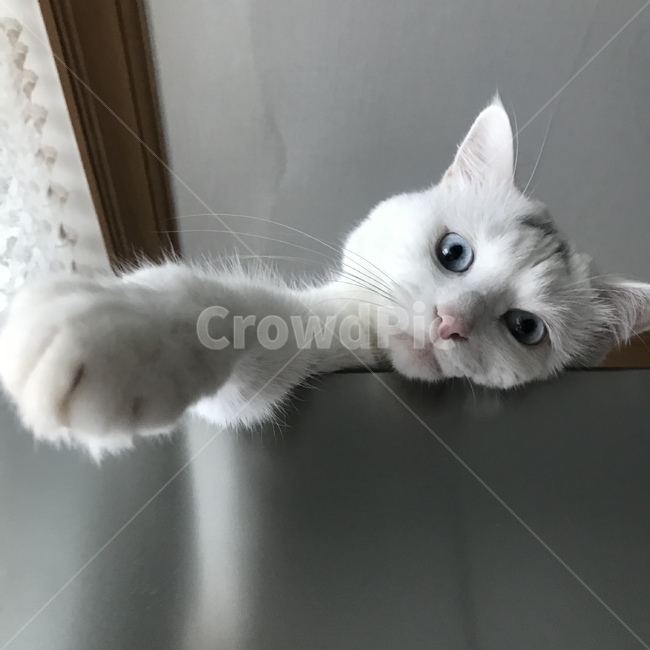 고양이,애완동물,반려묘,교양이표정,고양이발,동물,animal,포유류,mammal,고양이,cat,kitten,kitty