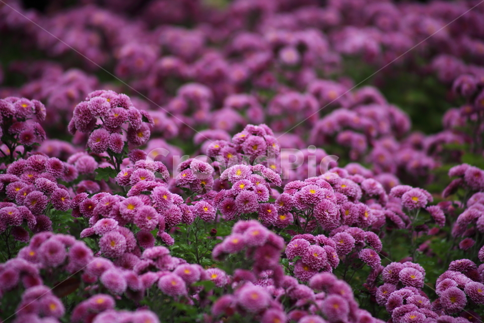 국화,식물,꽃,가을꽃,chrysanthemum,식물,자연,plants,nature,꽃,flower