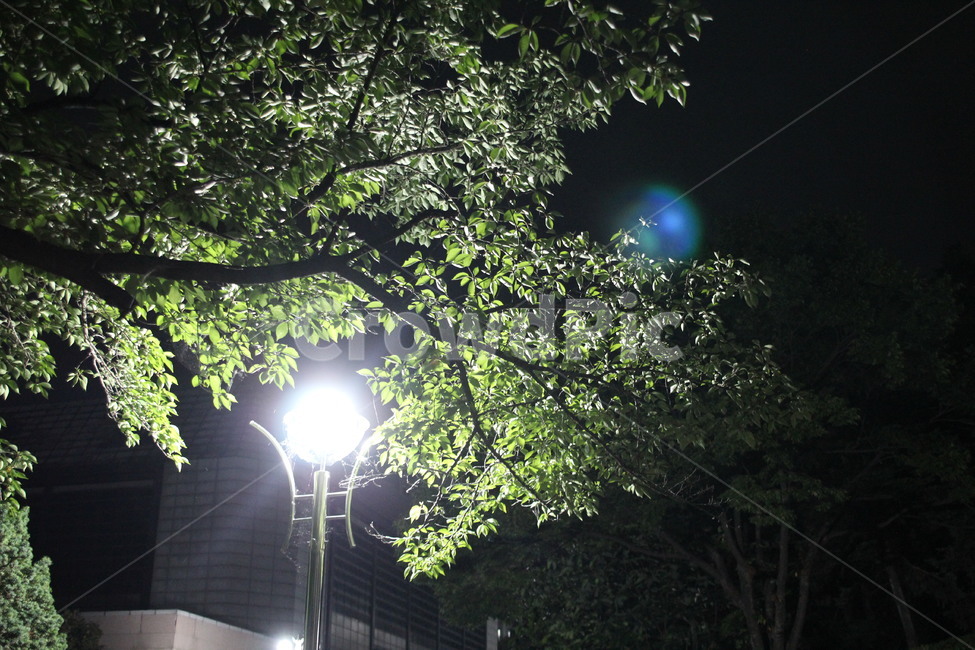 나무,전구,밤,tree,light,night