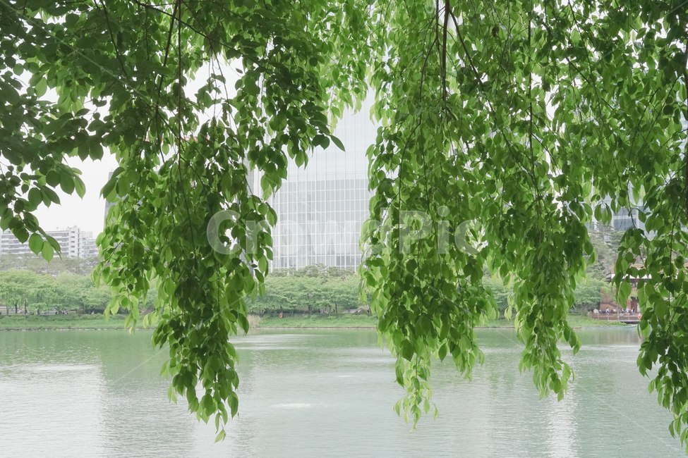 나무,초록,자연,힐링,호수,식물,자연,plants,nature