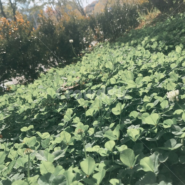 초록잎,초록,잎,정원,풀