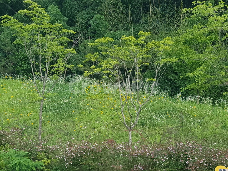 field,들,grassland,목초지,outdoors,옥외,자연,nature