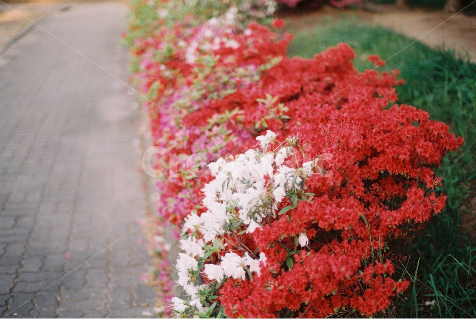 꽃,필름사진,flower,film,자연,필름,nature,식물,plants