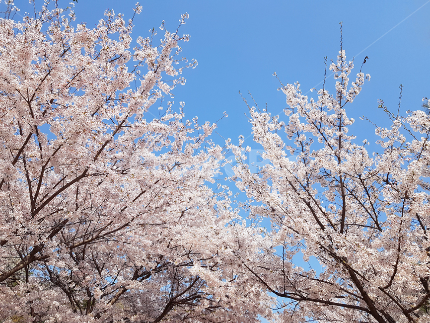 벚꽃,봄,꽃,식물,자연,cherryblossoms,예쁜꽃,꽃배경,봄,계절,spring,season,plant,flower,blossom