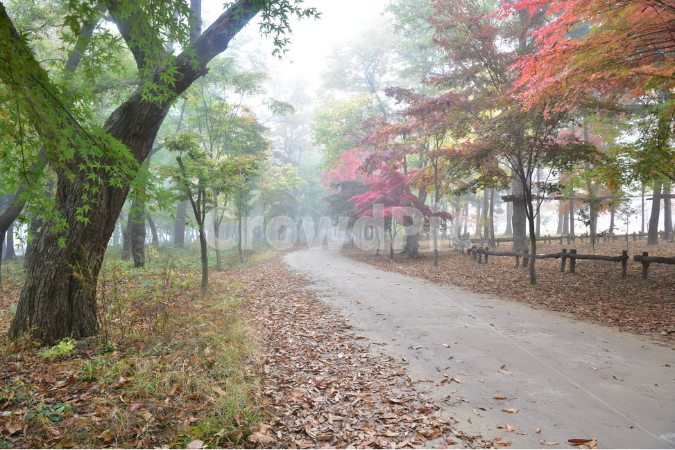 tree,나무,숲,숲길,외로움,단풍,낙엽,한적함,안개,가을,계절,fall,autumn,season