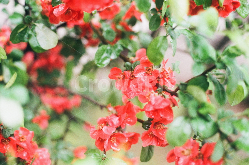 꽃,빨간꽃,여름,자연,식물,비오는날,물기,아날로그,필름사진,flower,식물,자연,plants,nature,꽃,flower,감성,sensible,feeling