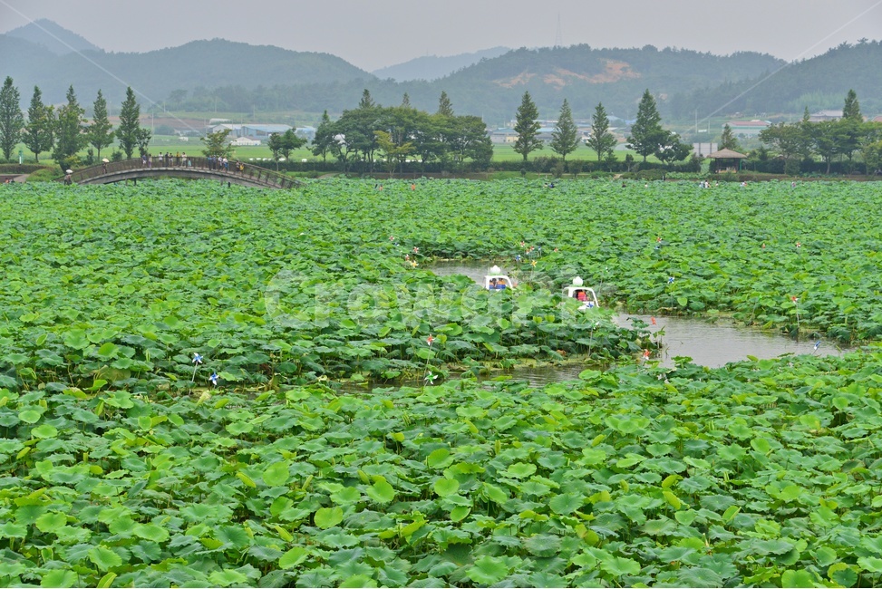 nature,자연,outdoors,옥외,plant,식물,무안,연꽃축제장,무안연꽃축제장