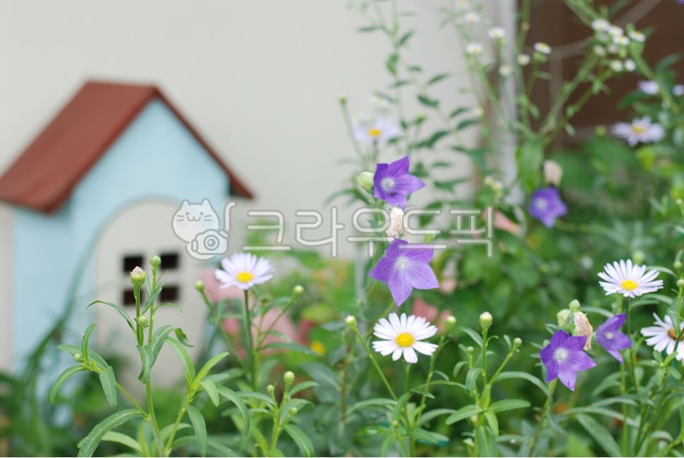 Balloon flower,Korean aster,purple,light purple,flower garden,flower bed,alleyway,small house,summer