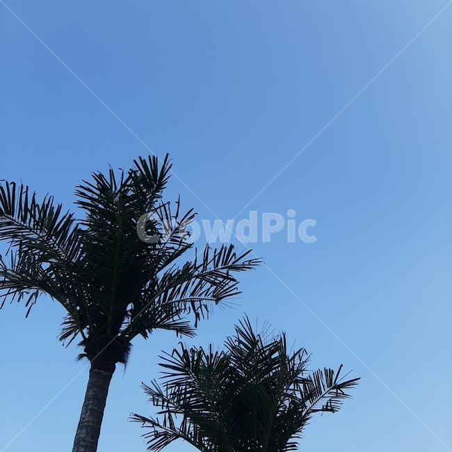 plant,식물,tree,나무,야자수,palmtree,arecaceae