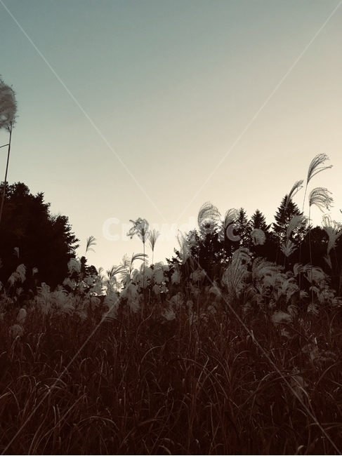 갈대,숲,저녁,가을,식물,plant,reed,가을,계절,fall,autumn,season,grass,잔디,lawn