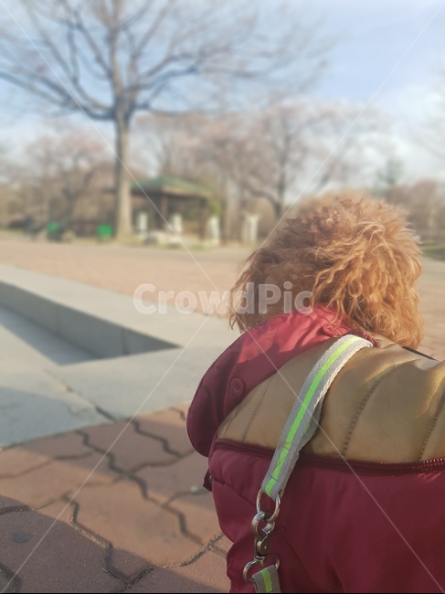 강아지,산책,뒷모습,여운,시선