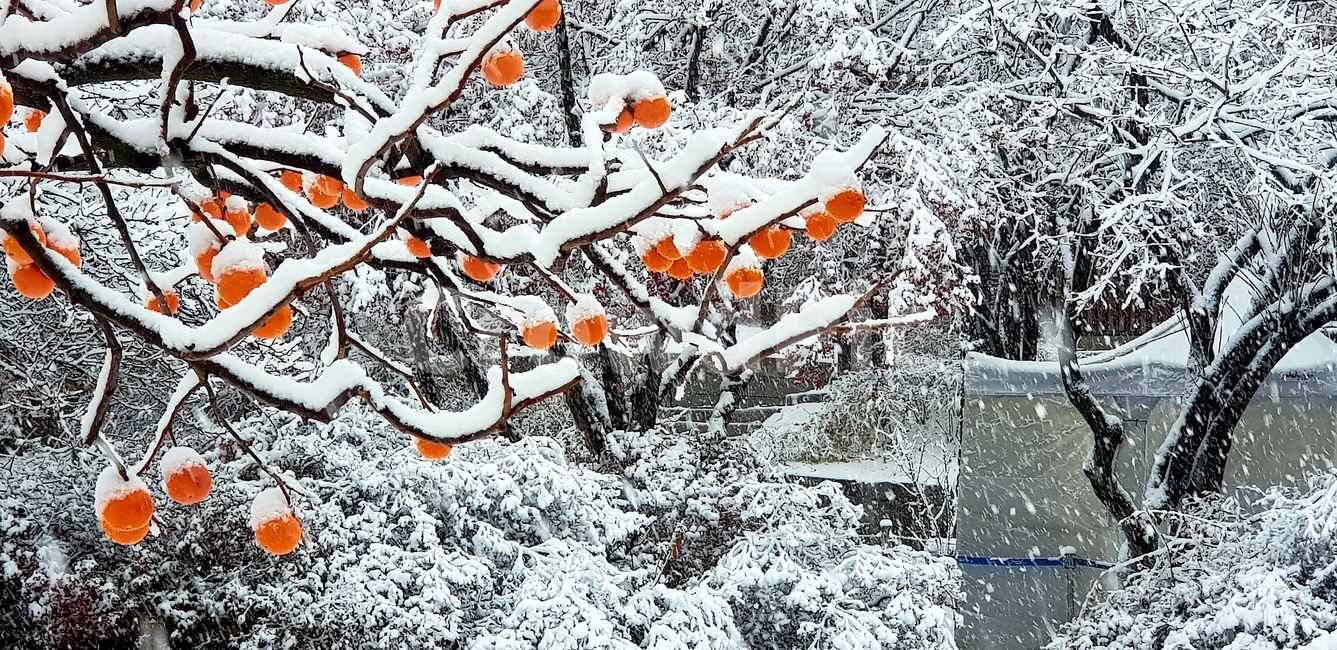 첫눈,창덕궁,낙선재,홍시,firstsnow,changdeokgung,redripepersimmon,softpersimmon,persimmon,changdeokgungnakseonjae,nakseonjae,겨울,계절,winter,season,식물,자연,plants,nature,과일,열매,fruit