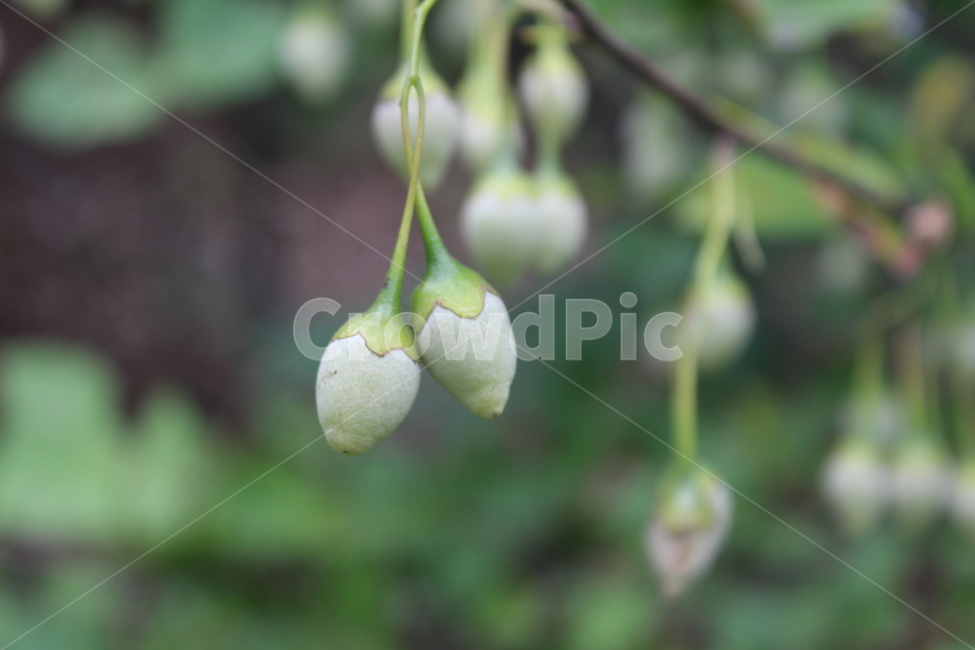 plant,식물,fruit,green,tree,식물,자연,plants,nature,꽃,flower