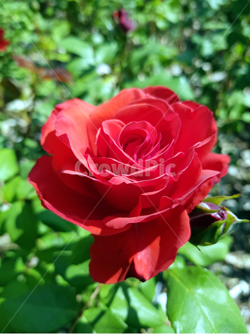 장미,붉은장미,꽃,화단,rose,redrose,bloom