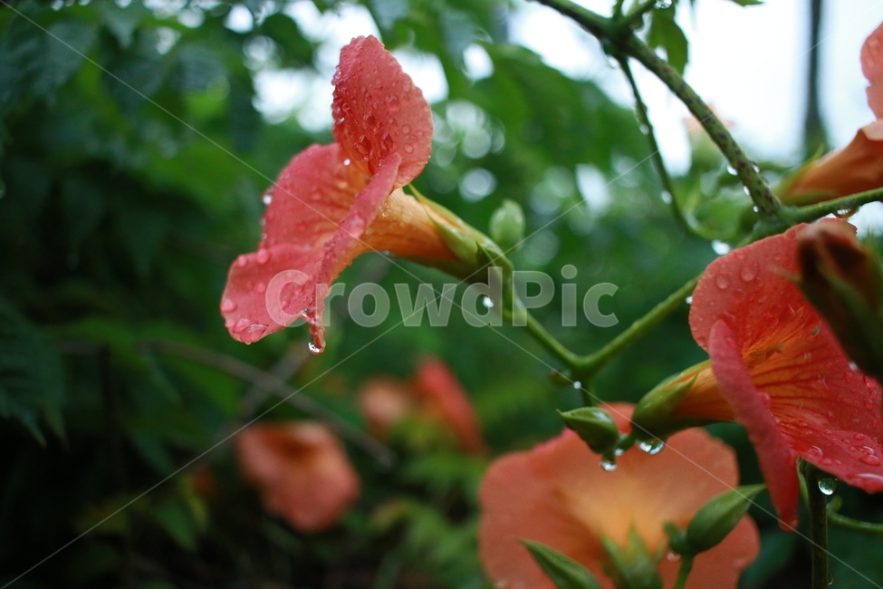 우중출사,장마,비,물방울,능소화,식물,자연,plants,nature,꽃,flower,비,비오는날,rain,rainy