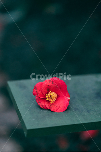 동백꽃,꽃,동백,동백나무,봄꽃,빨강,초록,빛,식물,자연,plants,nature,flower,bloom,배경화면,꽃,flower,감성,sensible,feeling