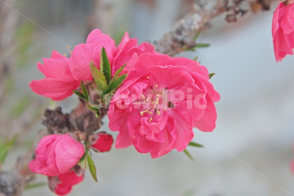 사과꽃,꽃사진,자연풍경,풍경사진,감성사진,예쁜사진,꽃놀이,봄,계절,spring,season,식물,자연,plants,nature,꽃,flower,geranium,제라늄,plant,blossom
