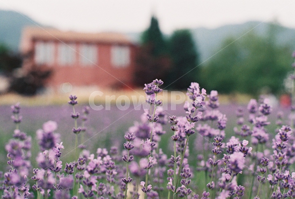 라벤더,lavender,보라색,꽃,허브,라벤더팜,flower,purple,herb,봄,자연,nature,식물,자연,plants,nature,꽃,flower