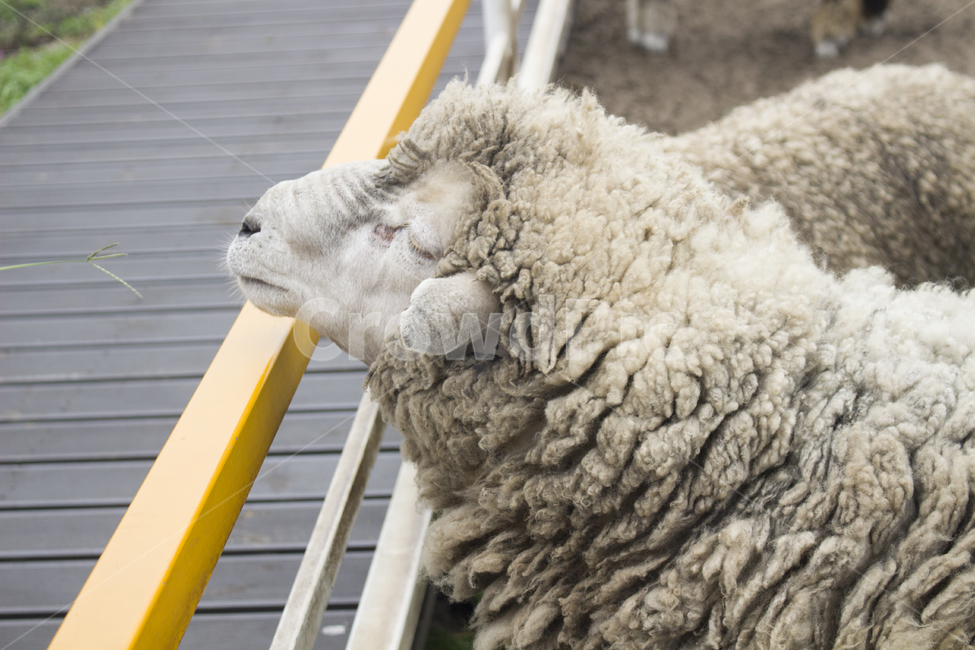 양,동물,울타리,편안함,눈감다,양털,포근함,꿈,생각,animal,sheep,포유류