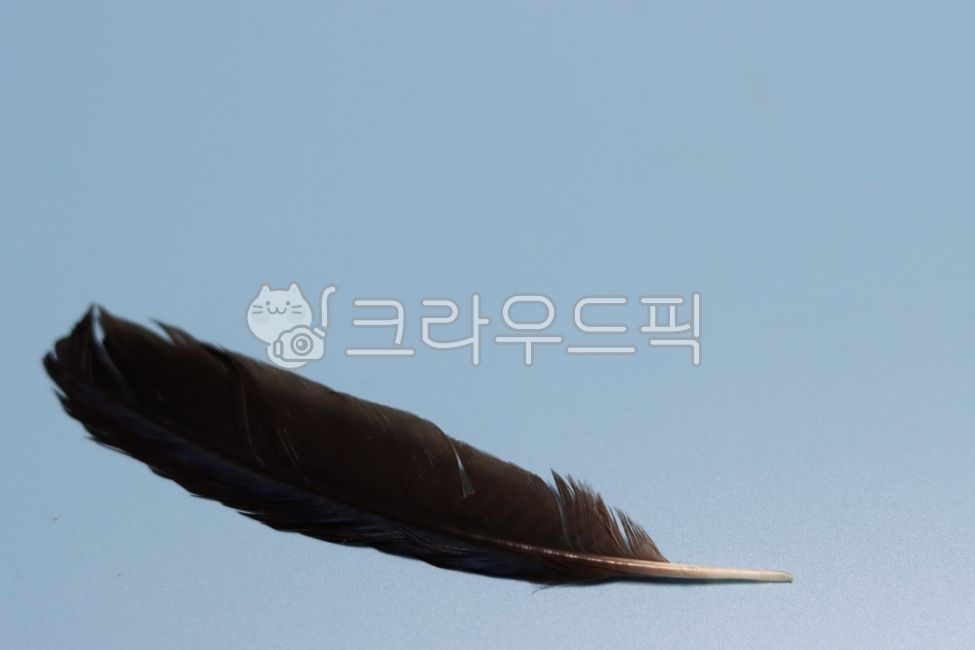 깃털,검은깃털,새깃털,자연,가벼움,떨어지는