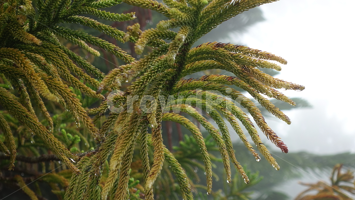 tree,나무,plant,식물,비,빗방울,rain