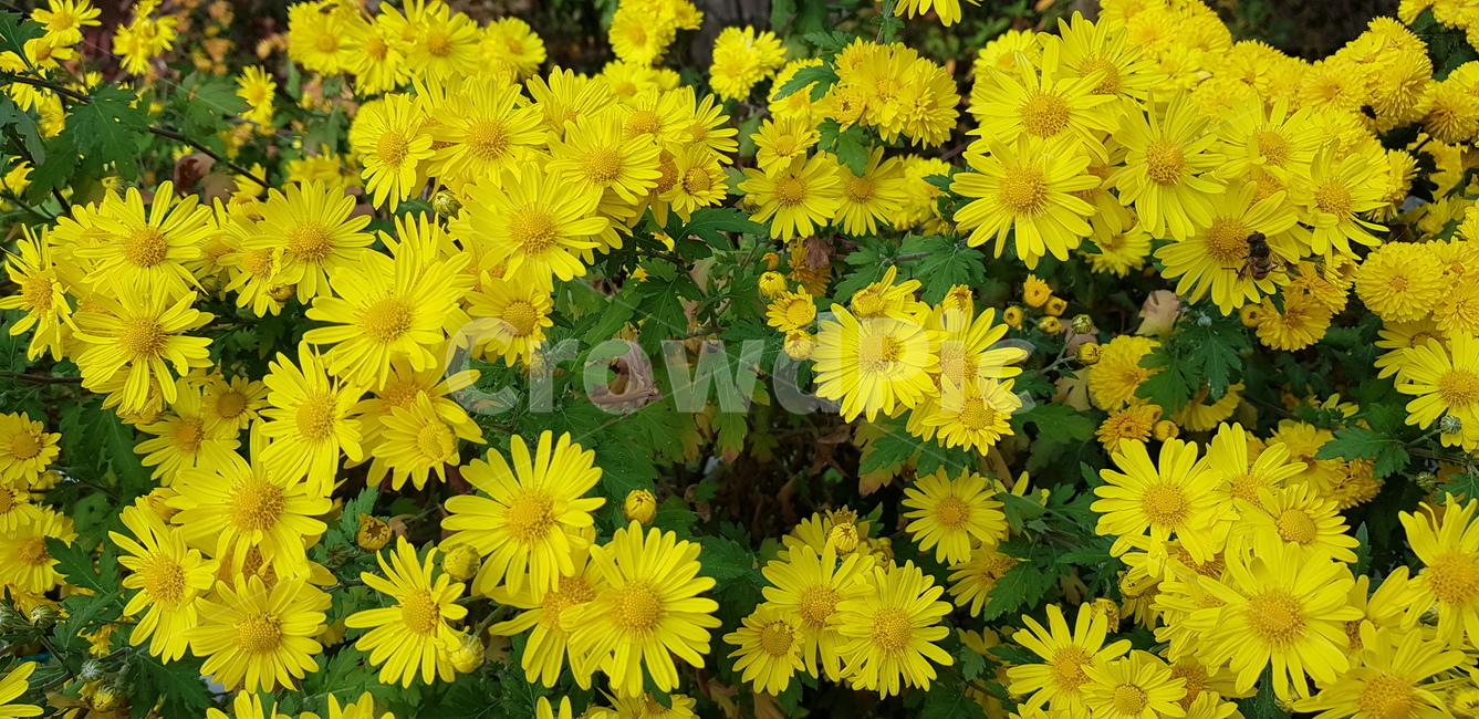 plant,flower,꽃,가을,가을꽃,국화,blossom,식물,자연,plants,nature,꽃,flower