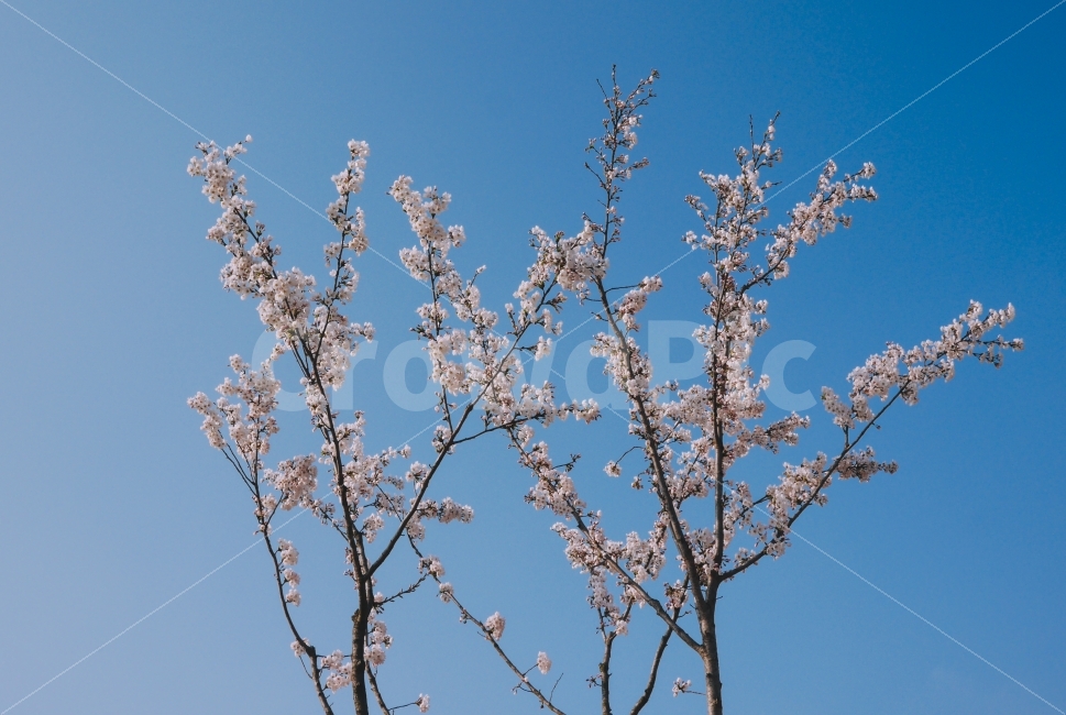 벚꽃,봄,감성,벚꽃사진,풍경,나무,봄,계절,spring,season,식물,자연,plants,nature,꽃,flower,나무,trees,wood,plant,blossom