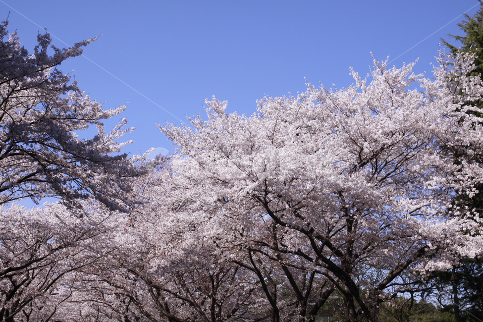 벚꽃,봄,하늘,바탕화면,풍경,배경화면,봄풍경,자연,계절,plants,nature,spring,season,flaower,봄,계절,spring,season,자연,풍경,nature,landscape,식물,plants,꽃,flower,plant,blossom