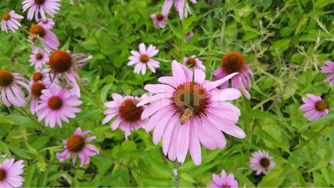 꽃,자연,식물,에키네시아,벌,분홍,초록,flower,leaf,green,꽃밭,beauty,가을,계절,fall,autumn,season,식물,자연,plants,nature,꽃,flower,동물,animal,곤충,벌레,insect,bug,plant,daisy,데이지,daisies,blossom