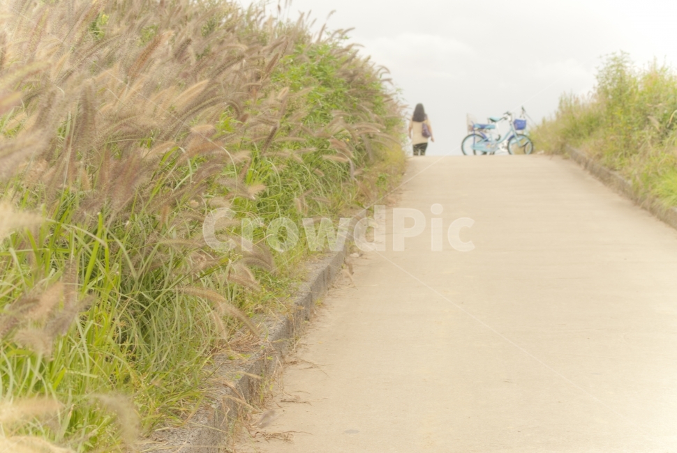 부드러운,갈대,뒷모습,잔잔한,평화로운,wallpaper,landscape,가을,계절,fall,autumn,season,자연,풍경,nature,landscape,사람,인물,인간,human,person,여성,여자,woman,female,lady
