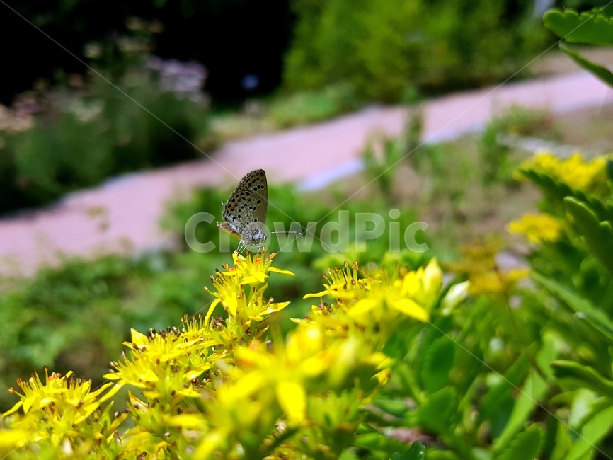 기린초,나비,돌나물과,노란꽃,더듬이,자연,생명,SedumkamtschaticumFisch,sedum,여러해살이,초본식물,flower,butterfly,antennae,thorax,leg,adbomen,꽃,식물,날개,흰나비,곤충,겹눈,비늘가루,인분,빠삐용