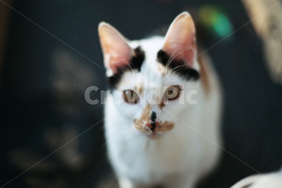 고양이,반려동물,동물,cat,animal,동물,animal,포유류,mammal,고양이,cat,kitten,kitty