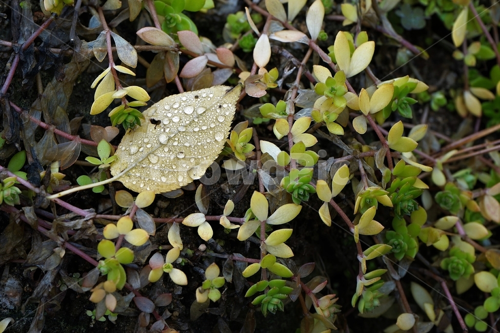 물방울,낙엽,가을,waterdrops,autumn,leaf,fall,fallenleaf,식물,자연,plants,nature