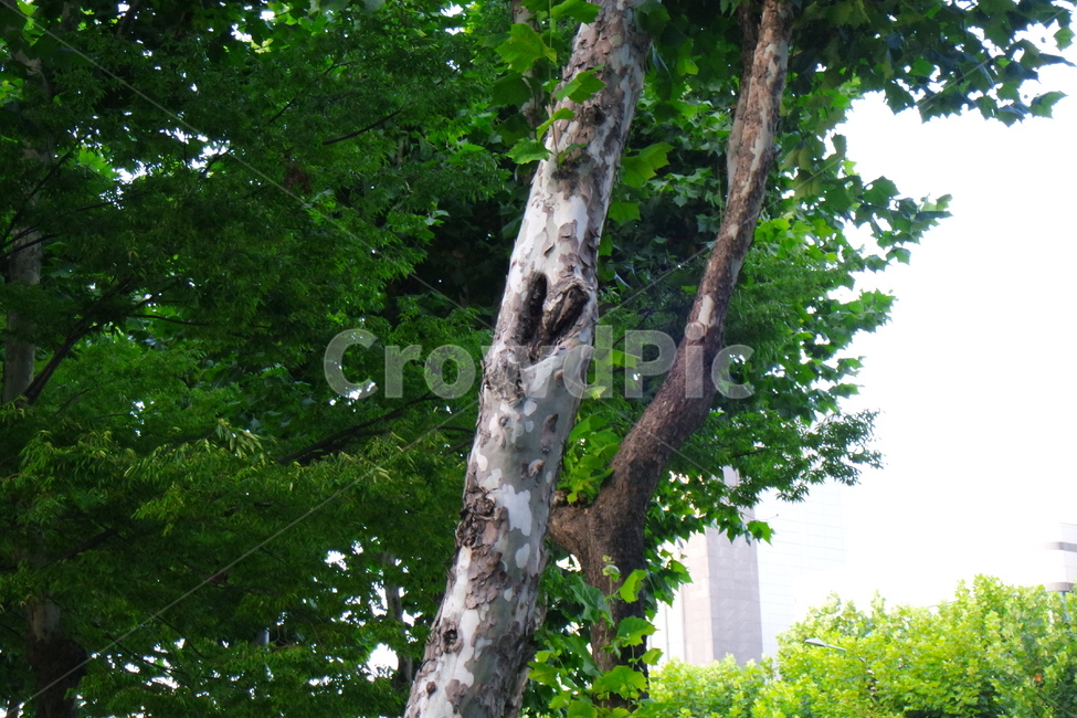 나무,하트,나무줄기,식물,가로수,tree,플라타나스,플라타너스,공원,식물,자연,plants,nature,나무,trees,wood