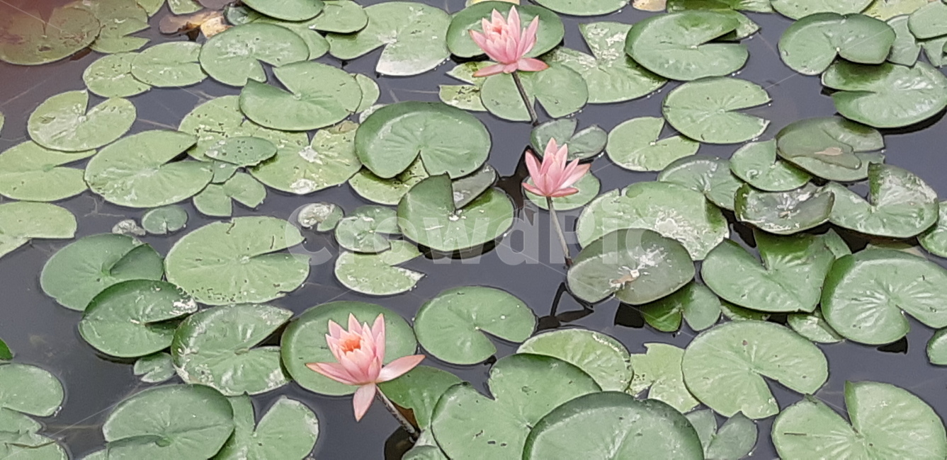 꽃,물가,연꽃,flower,식물,식물,자연,plants,nature,꽃,flower