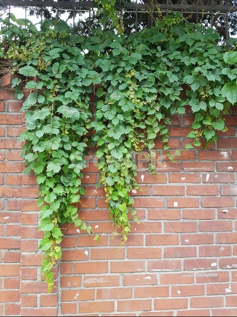 가을,담쟁이,벽돌,담벼락,빨간벽돌,autumn,brick,ivy,nature