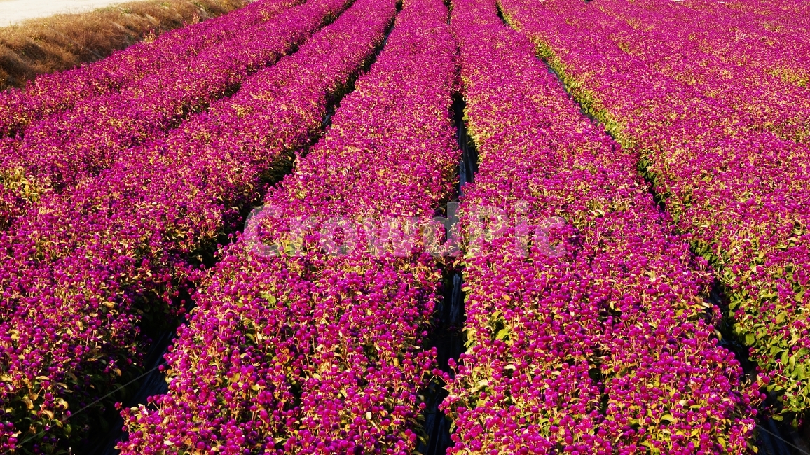 천일홍,꽃축제,꽃길,식물,자연,식물,자연,plants,nature,꽃,flower