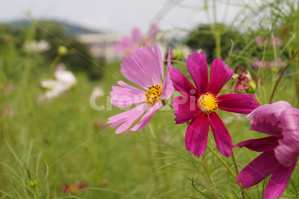 코스모스,가을,가을전령사,분홍꽃,식물,plant