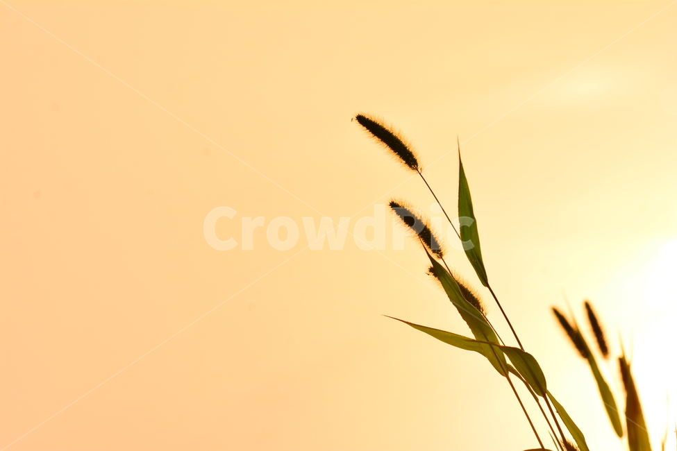 감성,들꽃,강변,강아지풀,노을,파스텔톤,석양,해질무렵,sunset,riverside,flowers,아름다운,강물,물,water,분홍색,햇빛,반사,feeling,emotion,sensible,landscape,야외,풍경,식물,야생화,들풀,오렌지색,그리움,추억,회상,분위기,느낌,식물,자연,plants,nature,휴식,힐링,rest,relaxation,healing