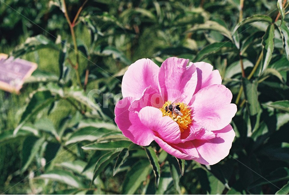 필름사진,꽃,벌,호박벌,봄,봄,계절,spring,season,식물,자연,plants,nature,꽃,flower,동물,animal,곤충,벌레,insect,bug,감성,sensible,feeling,plant
