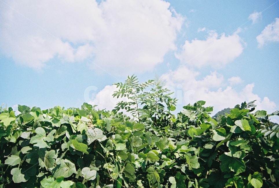 plant,식물,하늘,구름,sky,clouds,nature