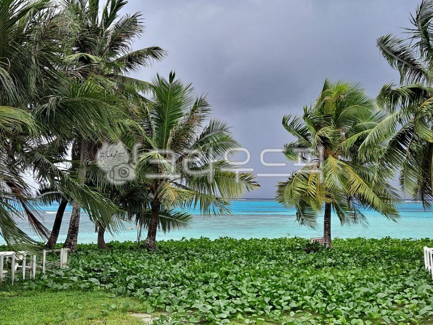 Managaha Island,darkclouds,palm tree,ocean,dark clouds,tree,palmtrees,managahaisland,trees,sea