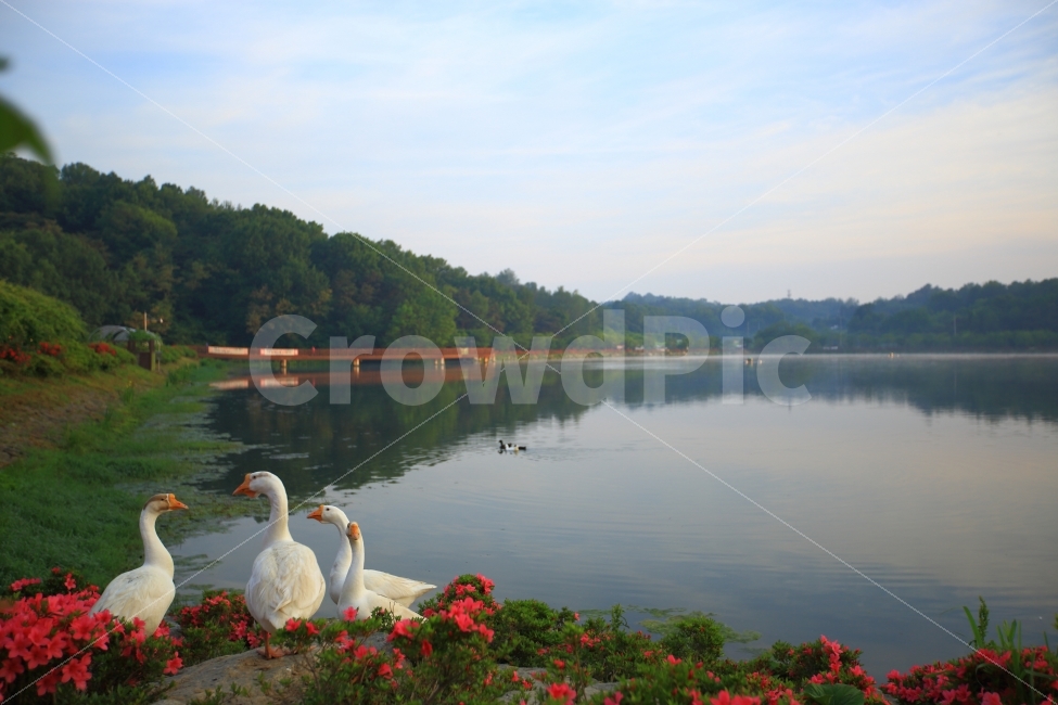 백조,장미,철쭉,호수,아침,조류,새,가족,자연,풍경,nature,landscape,한국자연풍경,한국자연경관,korea nature landscape,동물,animal,조류,새,birds,bird